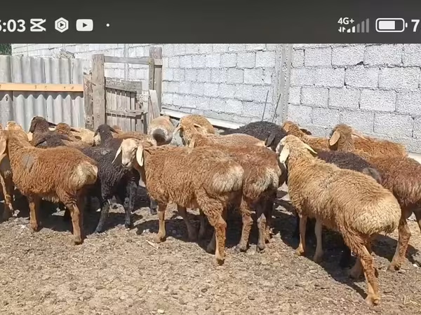 كبش, Kazakh fat-tailed coarsewool sheep