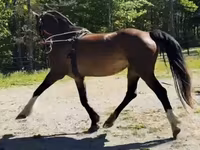 Yegua, Dutch warmblood horse — foto 8