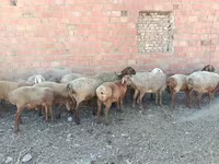 公羊, Arashan sheep — 照片 8