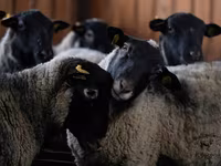 كبش, Romanov sheep — الصورة 1