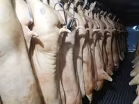 Осоо ПромАгро Оптовая продажа мясо свинины в пол тушахСубпродукты — Foto 3