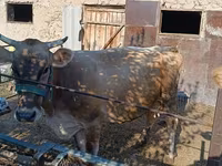 بقرة, Swiss cattle — الصورة 2