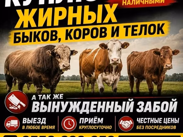 Бык, Коровы