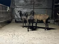 Oveja, Hissar sheep — foto 2