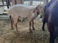 公羊, Sheep — 照片 3
