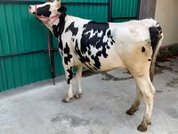 गाय, गोलस्टीन नस्ल — फ़ोटो 1