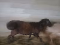 Ram, Sheep — photo 5