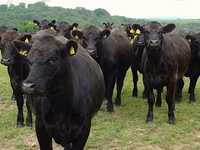 بقرة, Simmental cattle — الصورة 5
