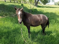 母马, Horses — 照片 1