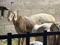 Widder, Hissar sheep — Foto 1