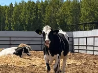 Cow, Red-spotted breed — photo 5