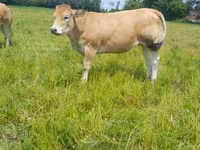 Vaca, Raza de vaca — foto 2