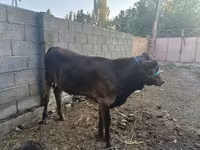 Toro, Ganado vacuno — foto 1