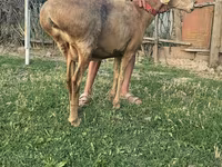 Oveja, Ovejas — foto 7