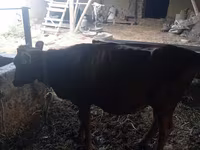 Cow, Cattle — photo 5