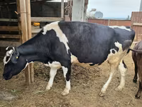 Kuh, Holstein-Rasse — Foto 2