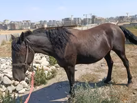 فرس, Skyros Pony — الصورة 1