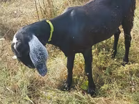 Ziege, Nubian Goat — Foto 4