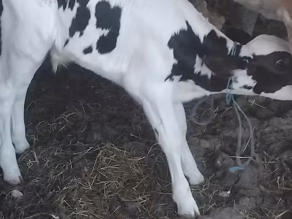 Bulle, Holstein-Rasse
