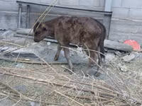 Kuh, Russian Black pied cattle — Foto 4