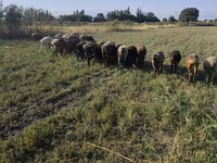 Oveja, Ovejas — foto 2