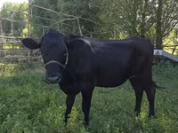 Kuh, Swiss cattle — Foto 1