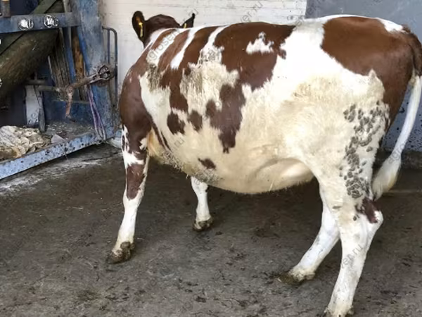 Vaca, Raza Holstein