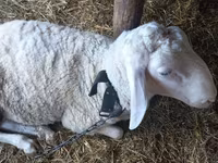 Ram, Awassi sheep — photo 2