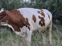 Kuh, Simmental cattle — Foto 4