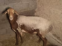 Schaf, Arashan sheep — Foto 2