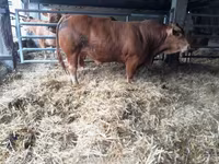 Bulle, Limousin-Kuh — Foto 6