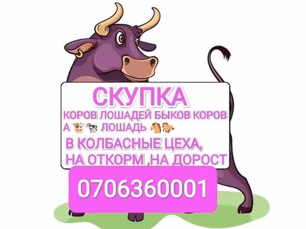 Бык, Коровы