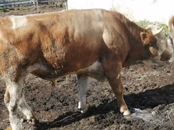 Vaca, Montbéliarde