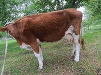Toro, Simmental cattle — foto 4