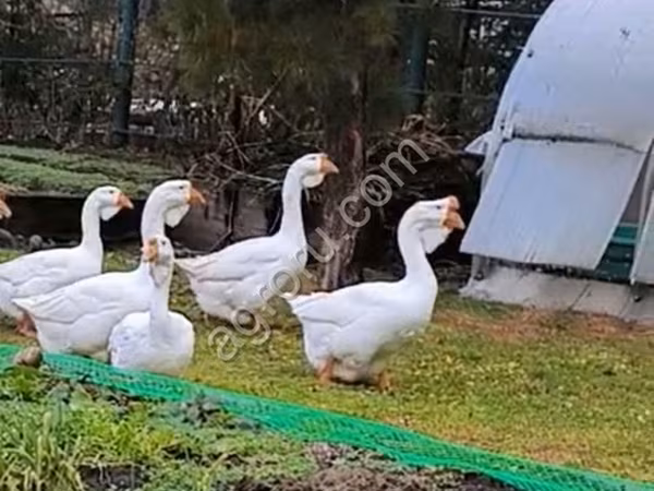 Гуси