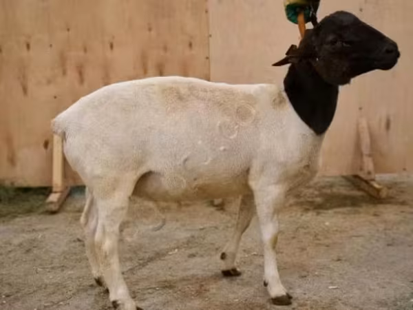 Carnero, Dorper sheep