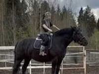 Stute, Percheron — Foto 1
