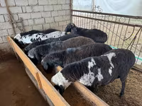 公羊, Rhon sheep — 照片 3