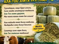 Силосный корм «Ала-Тоо Элит» — высококачественный рацион для КРС и — фото 2