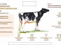 Kuh, Holstein-Rasse — Foto 1