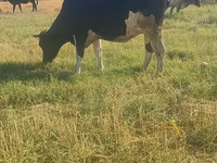 Vaca, Raza Holstein — foto 3