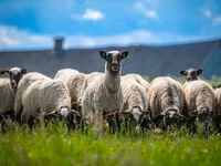 Carnero, Romanov sheep — foto 3