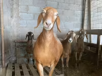 نعجة, Arashan sheep — الصورة 1