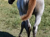 Stute, Quarter Horse — Foto 3