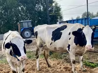 Vaca, Simmental cattle — foto 8