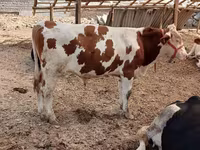Bulle, Simmental cattle — Foto 2