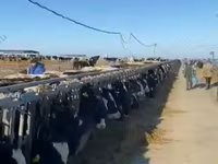 Vaca, Vaca kazaja de cabeza blanca — foto 8