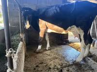 Vaca, Swiss cattle — foto 3