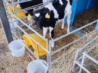 Bulle, Swiss cattle — Foto 2