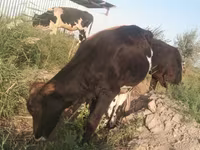 Toro, Raza Holstein — foto 2